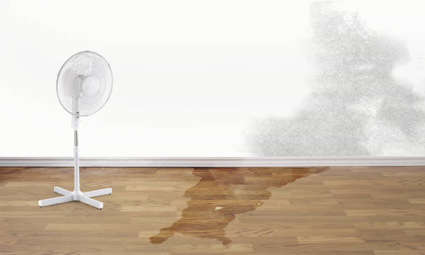Best Water damage cleanup near me  in Conehatta, MS